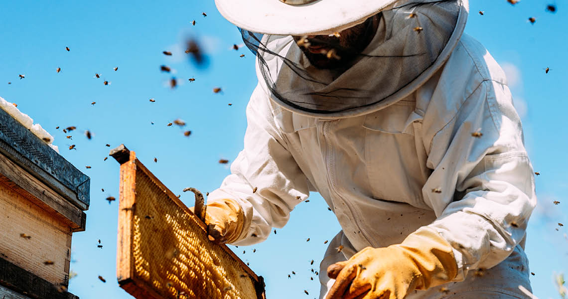 Honey Bees-Saviors And Aggressors